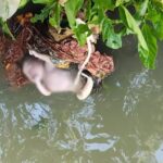 Warga Geger! Mayat Bayi Ditemukan di Bendungan Batujai